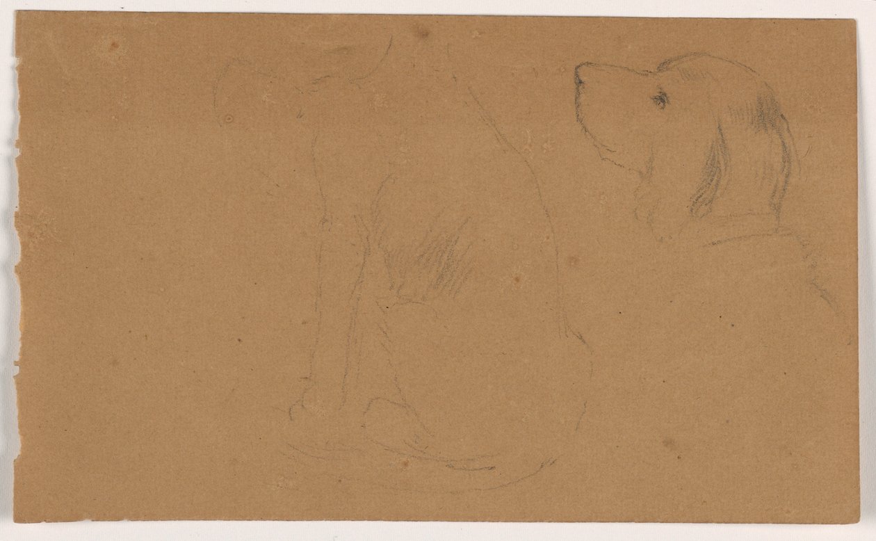 Dash (ein Setter), Kopf und Körper, ca. 1862 von Daniel Huntington