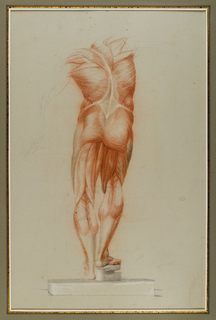 Écorché (Figurenstudie der Muskulatur), ca. 1848 von Daniel Huntington
