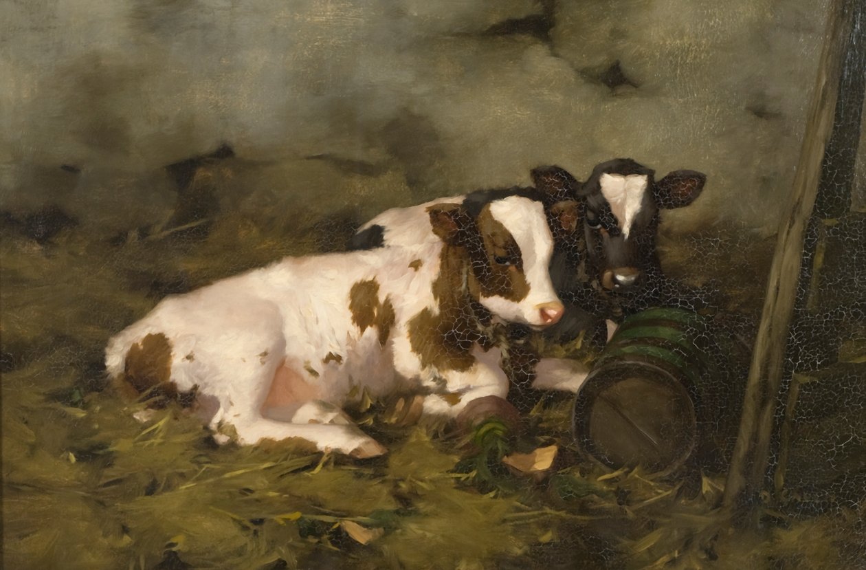Kälber von David Gauld