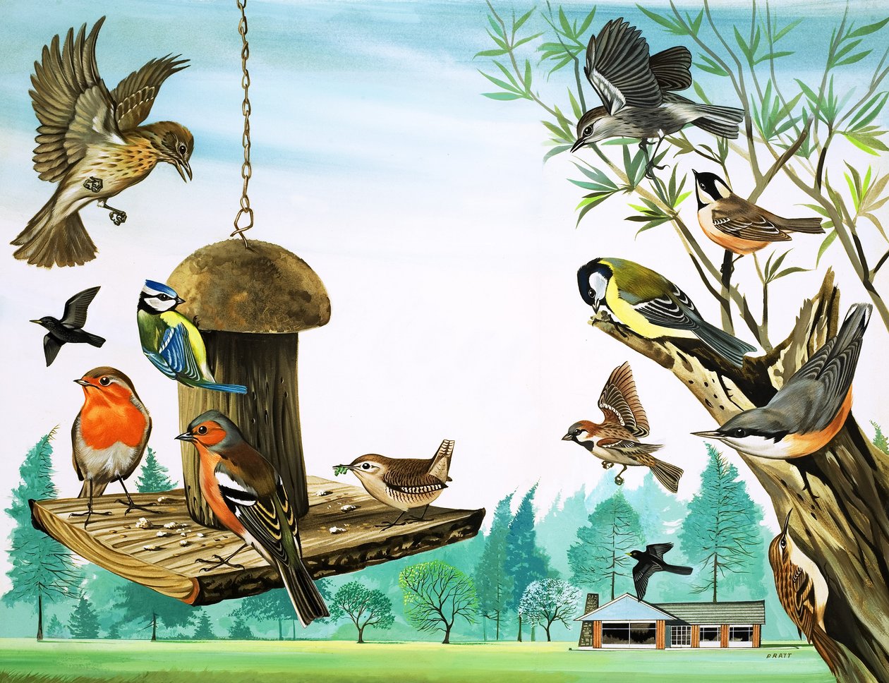 Alle möglichen Vögel um den Gartentisch, Illustration aus 