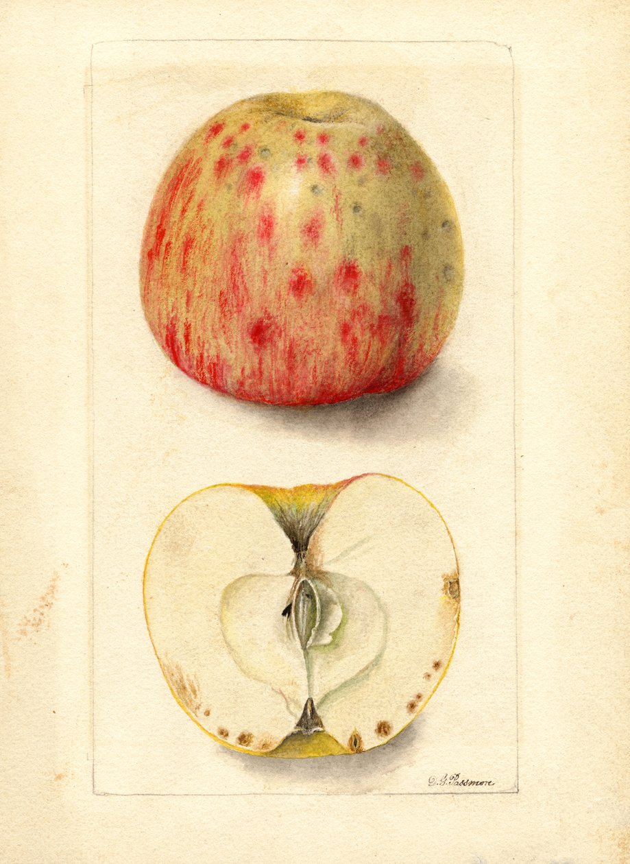Bittergruben-Äpfel (Malus domestica) von Deborah Griscom Passmore