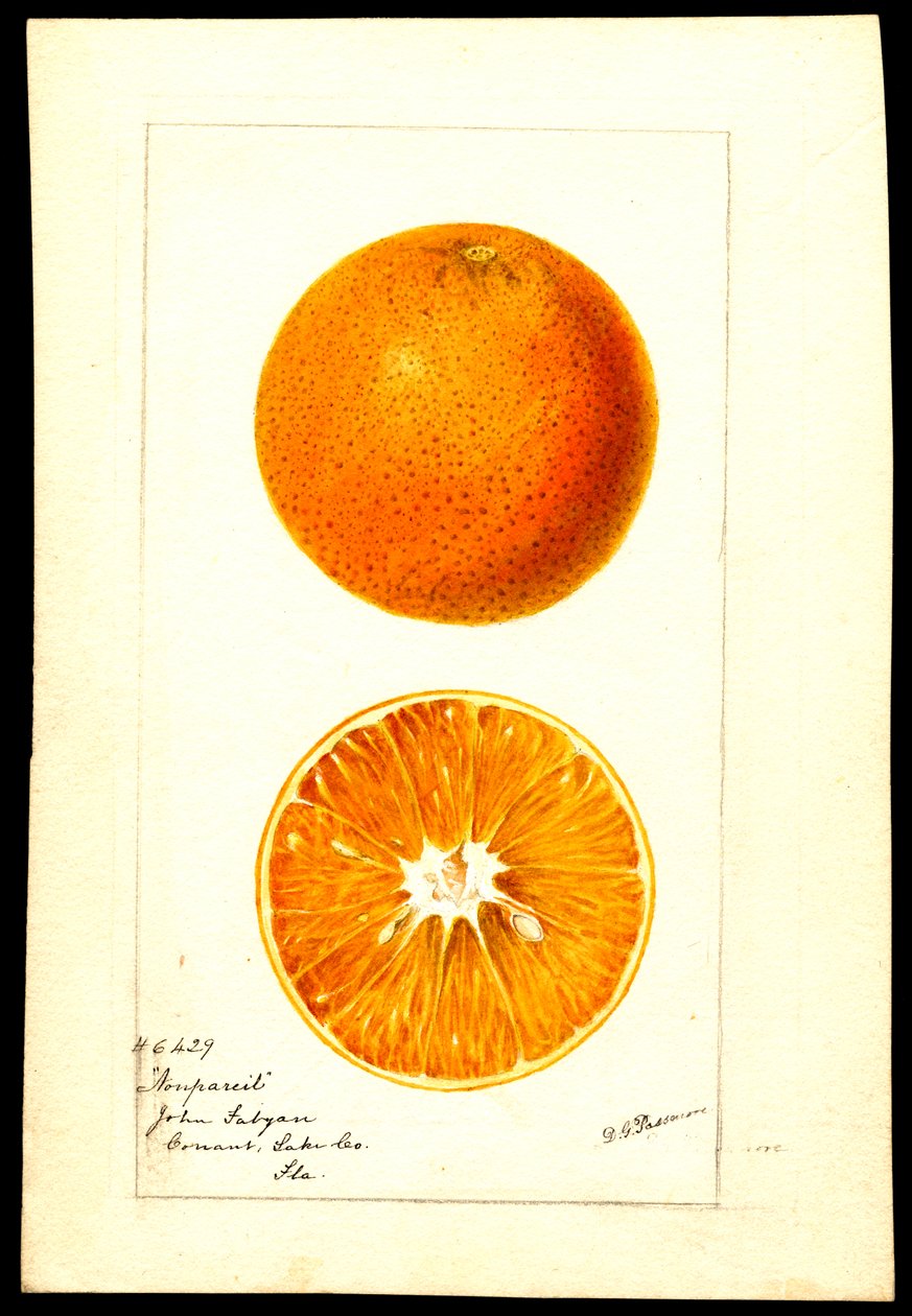 Orangen. Citrus sinensis: Nonpareil von Deborah Griscom Passmore