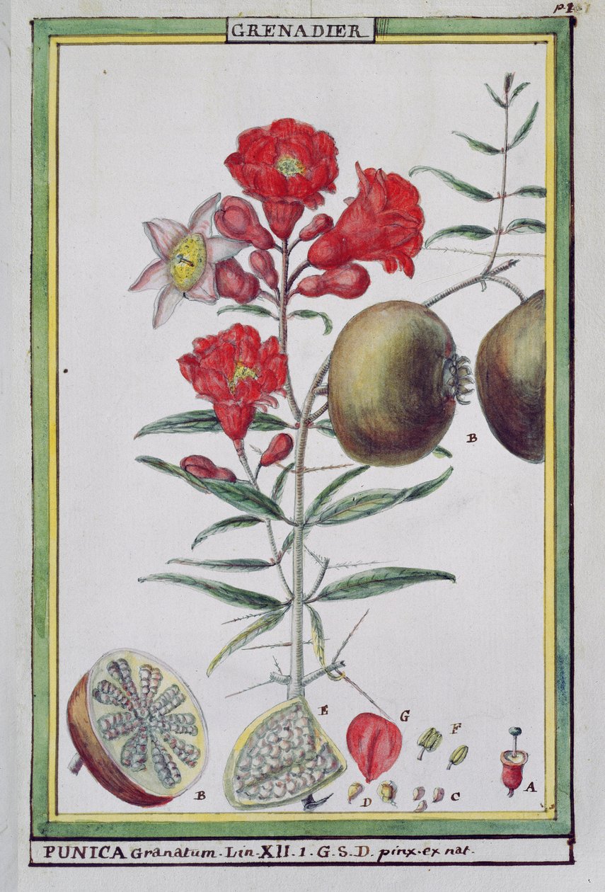 Granatapfelbaum, aus Florindie ou Historie physico-economique des vegetaux de la Torride, 1789 von Delahaye