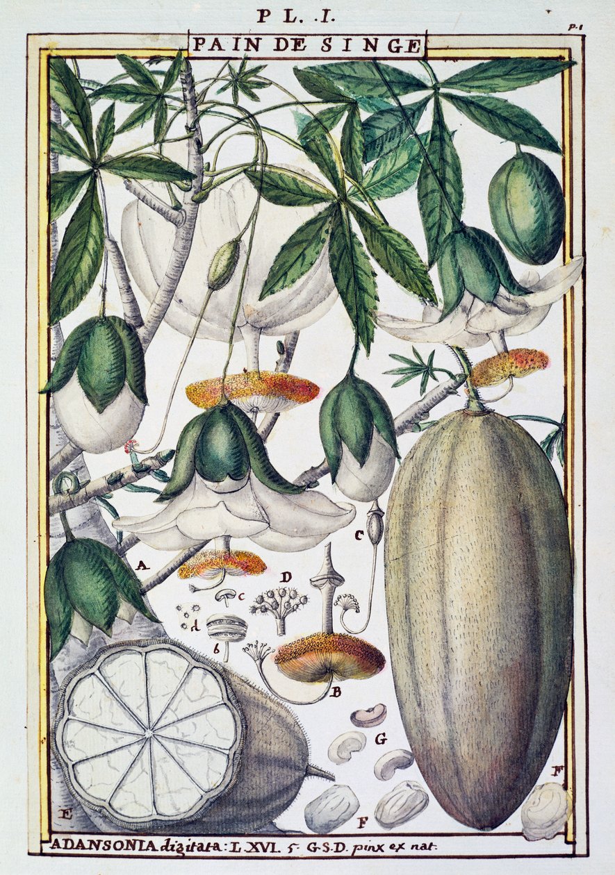 Früchte und Blumen des Baobab-Baums (Adansonia digitata) von Delahaye, aus Florindie ou Historie physico-economique des Vegetaux de la Torride von Delahaye Delahaye