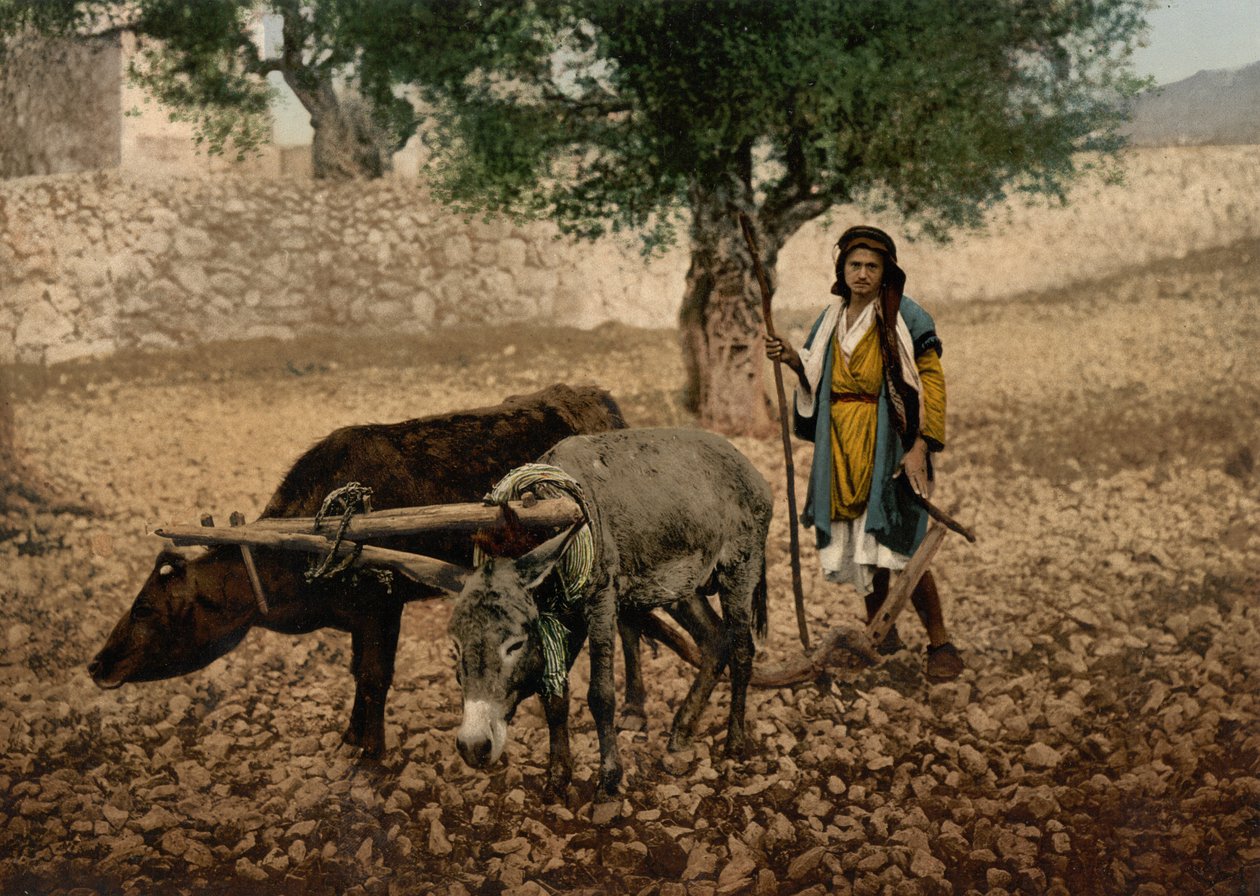 Einheimischer von Palästina arbeitet mit einem Ochsen und einem Esel, Heiliges Land, ca. 1890-1900 von Detroit Photographic Co.