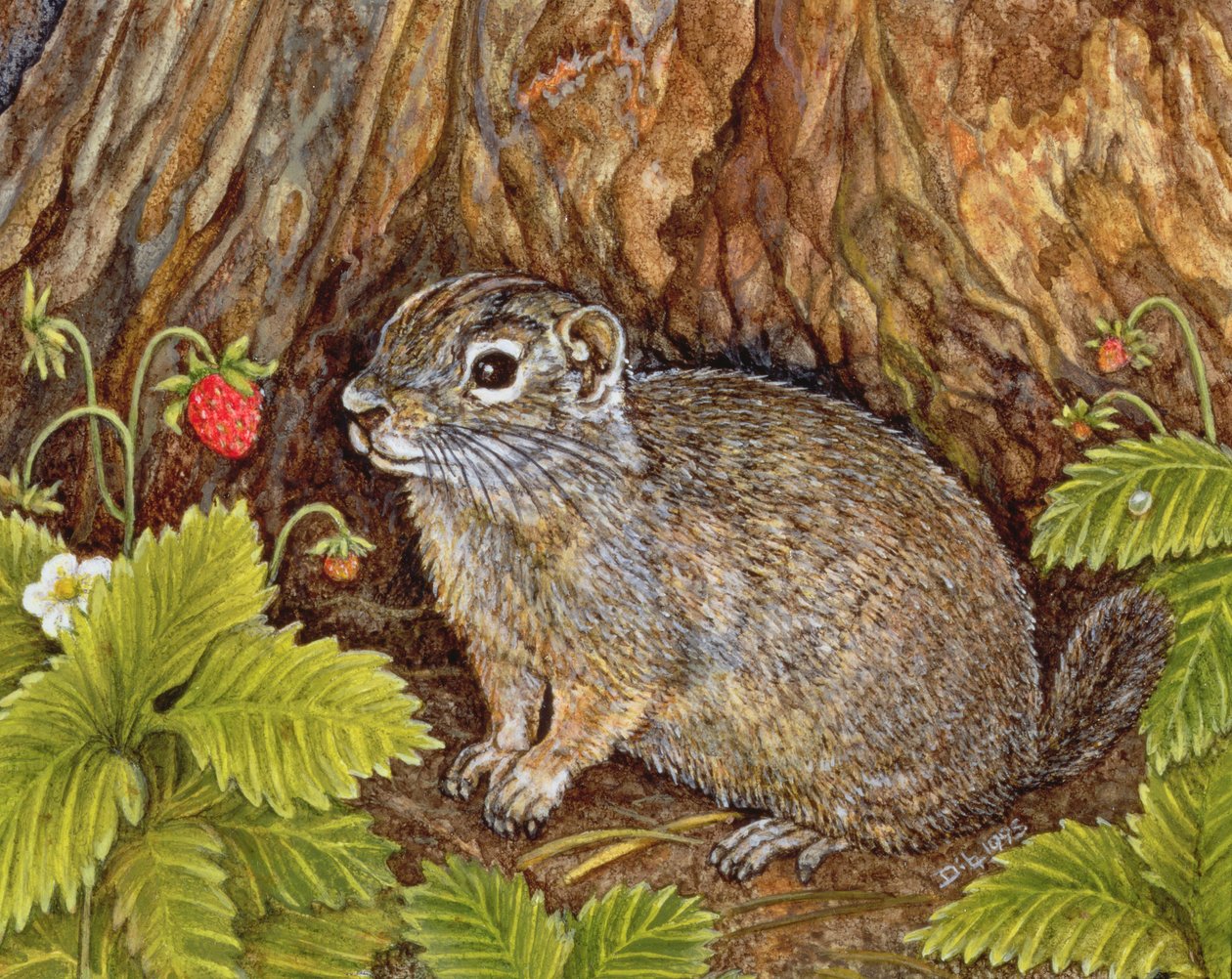 Eagle Creek, Wilde Erdbeere, Erdhörnchen, 1995 von Ditz