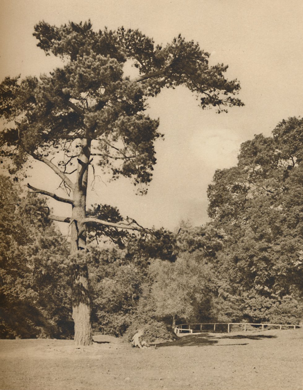 In Hadley Woods, Überrest des alten königlichen Jagdwaldes von Enfield Chase, ca. 1935 von Donald McLeish