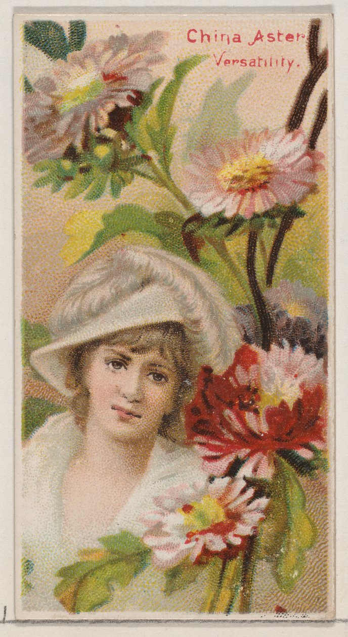 China-Aster: Vielseitigkeit, aus der Serie Floral Beauties and Language of Flowers N75, 1892 von Donaldson Brothers
