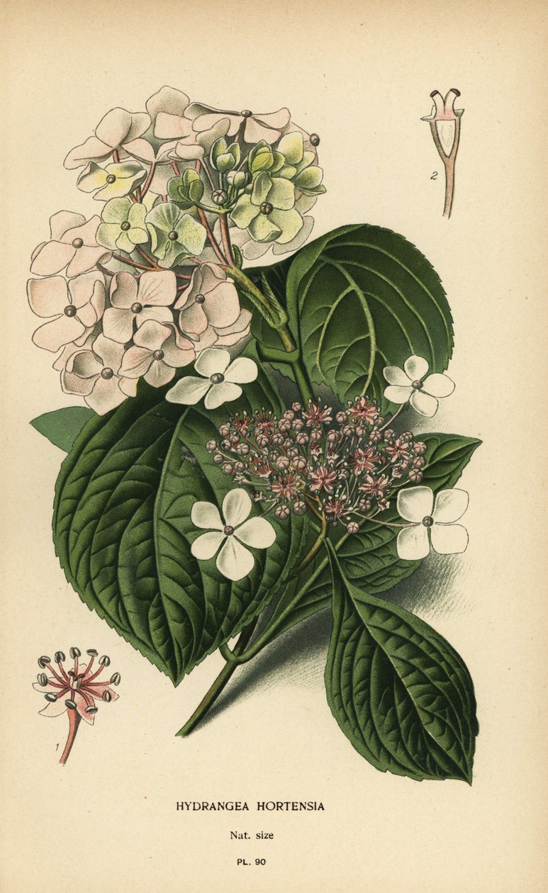 Großblättrige Hortensie, Hydrangea macrophylla von Désiré Georges Jean Marie Bois