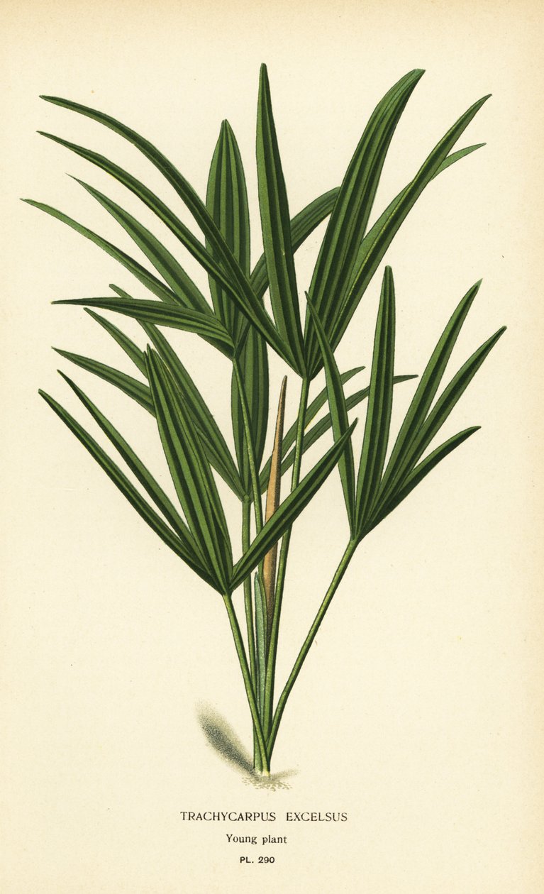Breitblättrige Palmlilie oder Bambuspalme, Rhapis excelsa (Trachycarpus excelsus). Chromolithographie nach einer Illustration von Desire Bois aus Edward Step