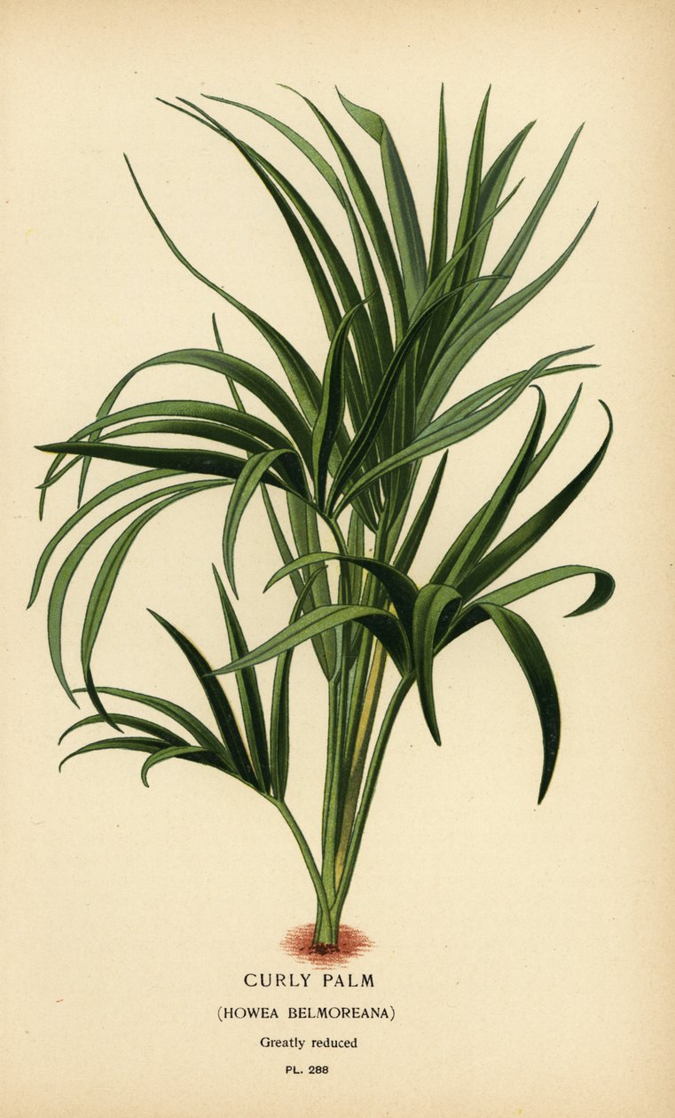 Lockige Palme, Howea belmoreana. Gefährdet. Chromolithographie aus einer Illustration von Desire Bois aus Edward Step