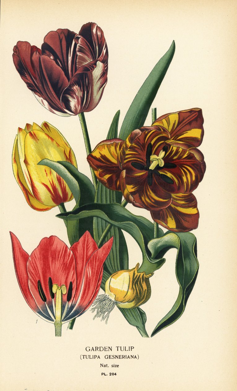 Gartentulpe, Tulipa gesneriana. Chromolithographie nach einer Illustration von Desire Bois aus Edward Step