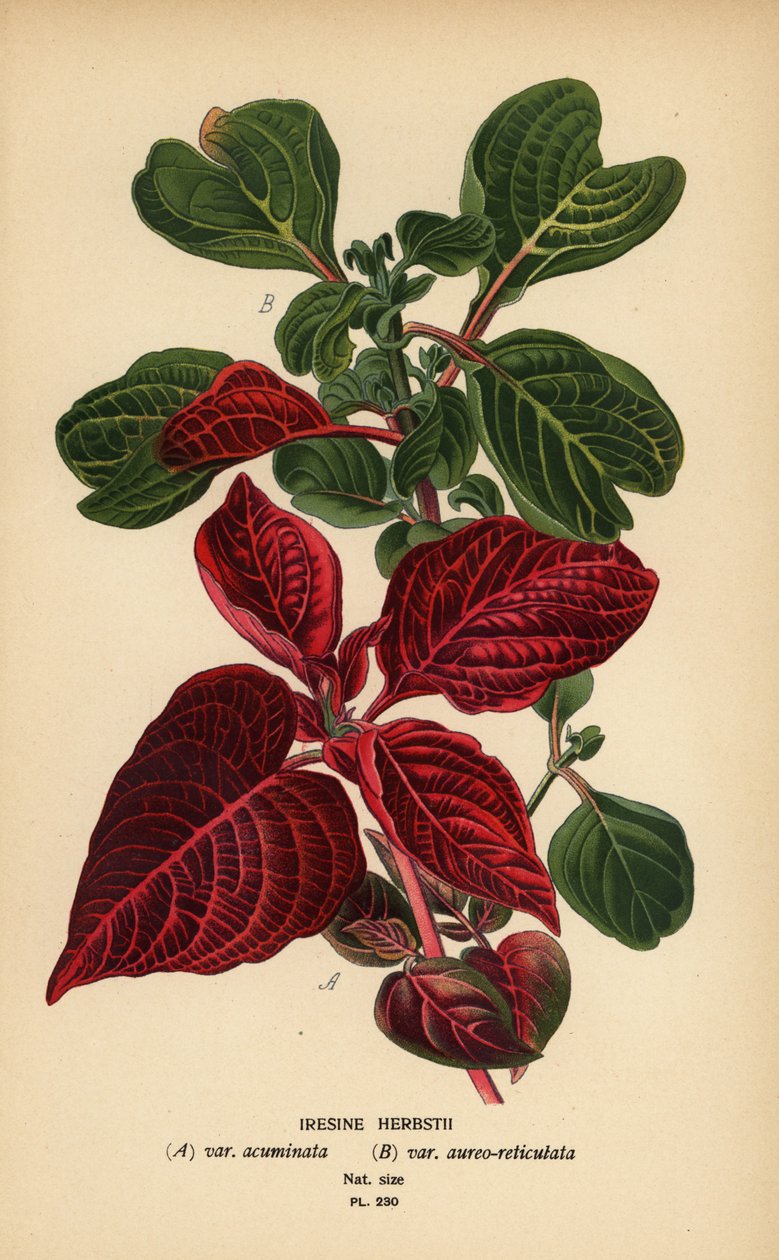 Herbsts Blutblatt-Varianten, Iresine herbstii von Désiré Georges Jean Marie Bois