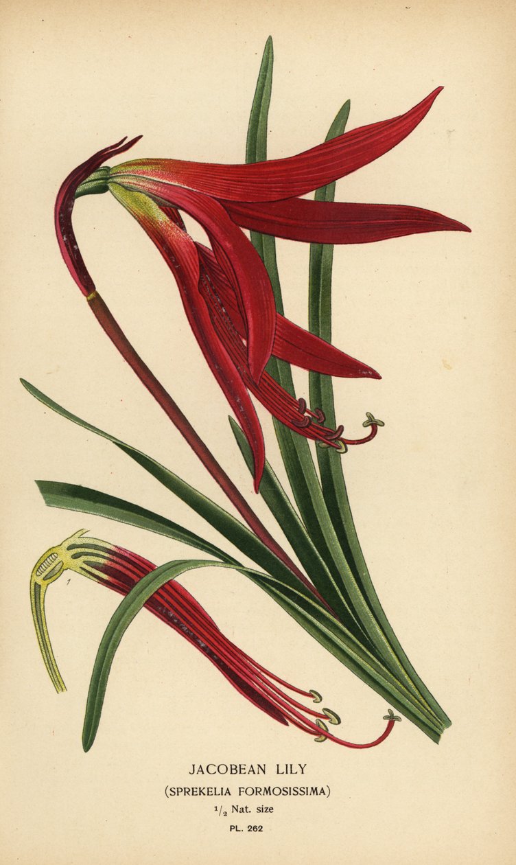 Jakobslilie, Sprekelia formosissima. Chromolithographie nach einer Illustration von Desire Bois aus Edward Step