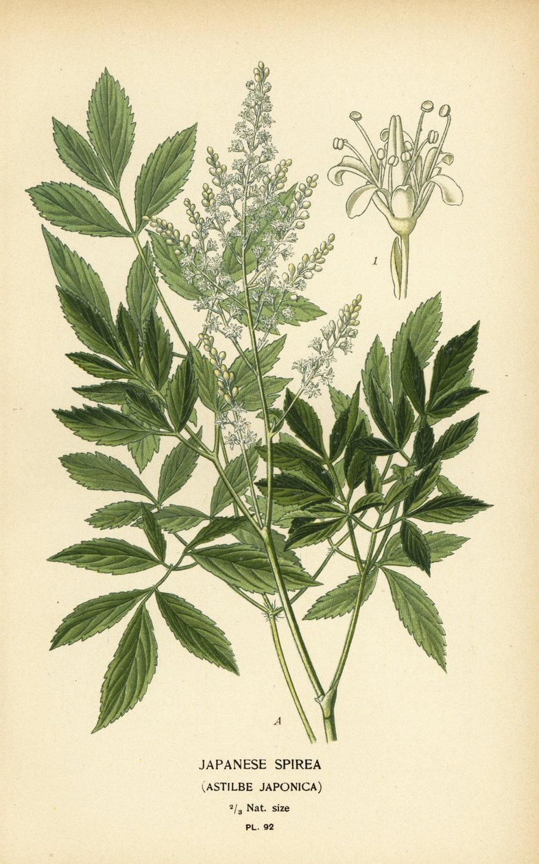 Japanische Spiere, Astilbe japonica von Désiré Georges Jean Marie Bois