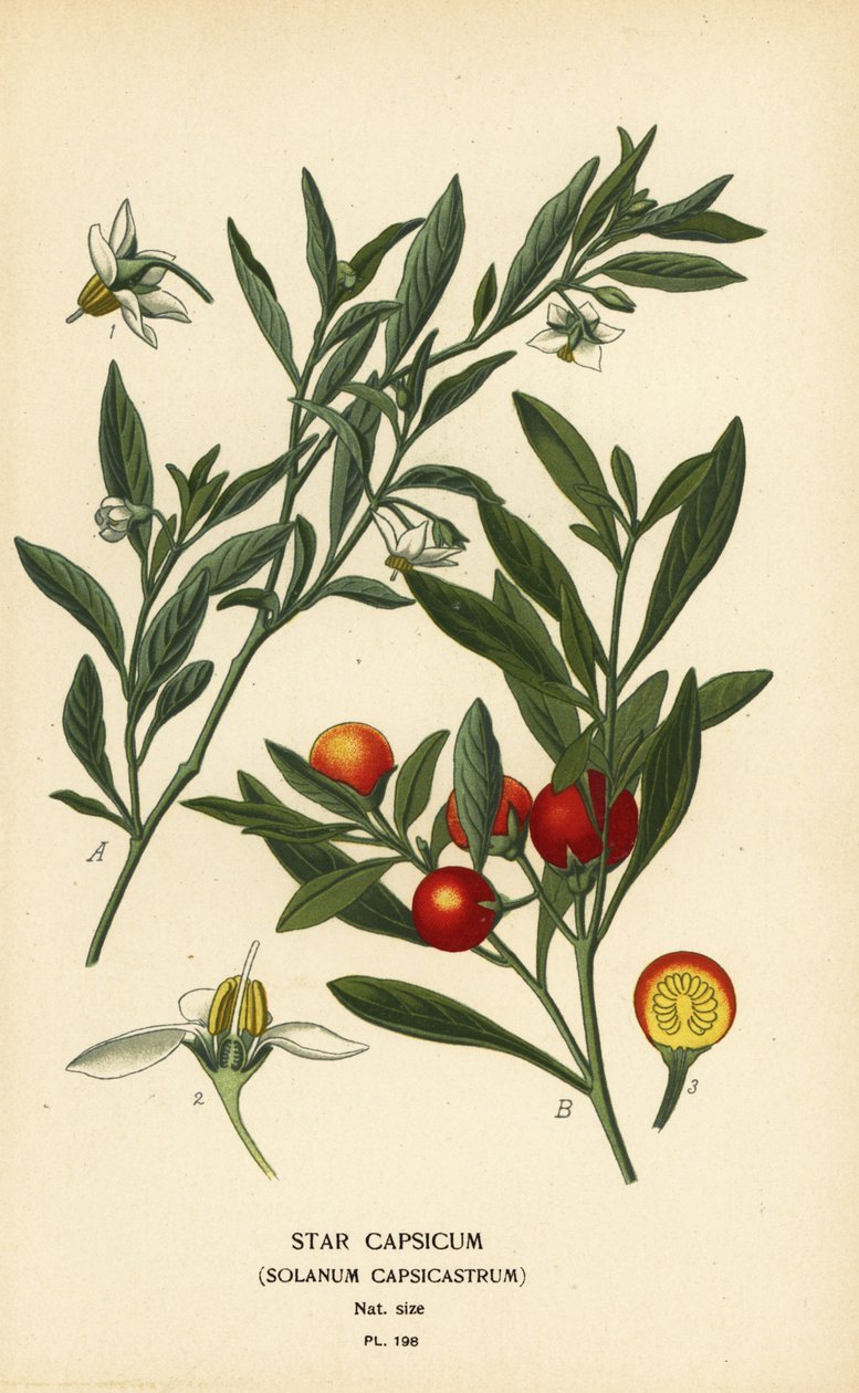 Jerusalem-Kirsche, Solanum pseudocapsicum var. diflorum von Désiré Georges Jean Marie Bois