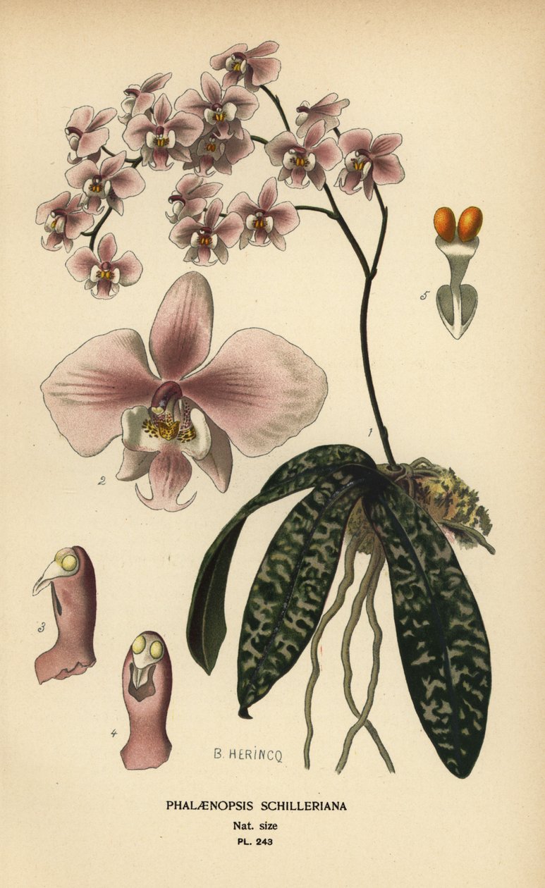Phalaenopsis schilleriana Orchidee. Chromolithographie nach einer Illustration von B. Herincq aus Edward Step
