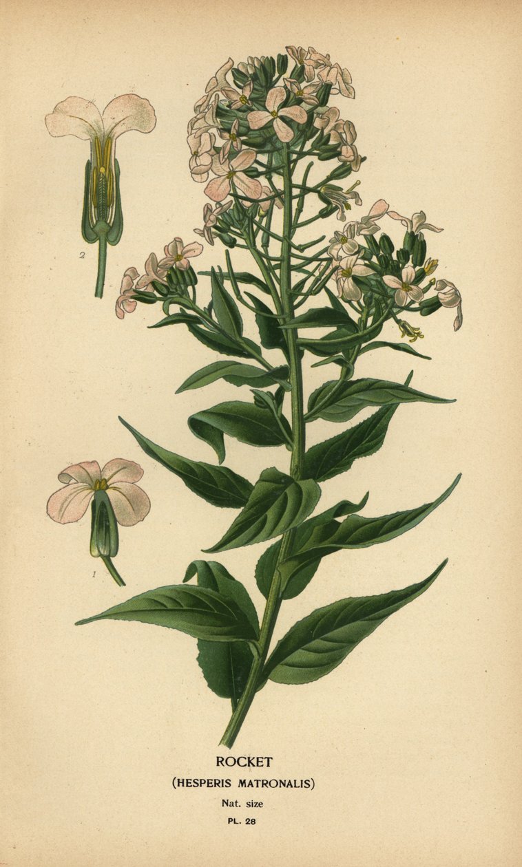 Nachtviole, Hesperis matronalis von Désiré Georges Jean Marie Bois