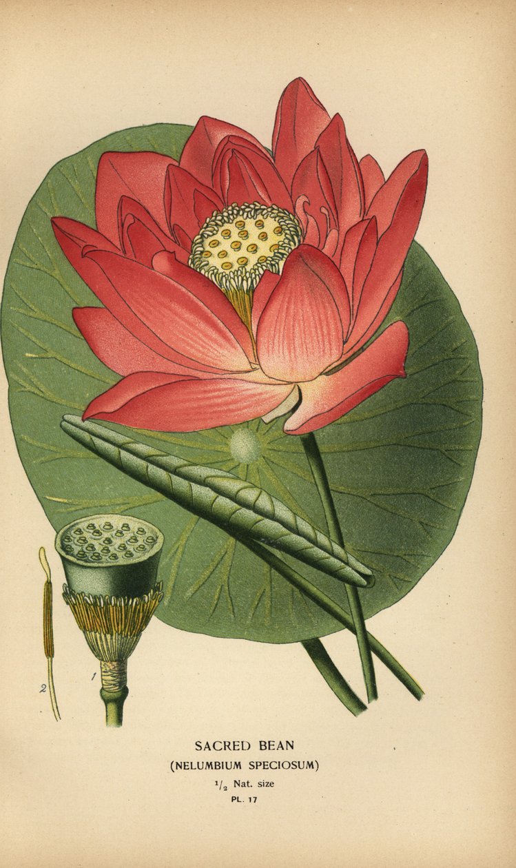 Heiliger Lotus oder Indische Lotosblume, Nelumbo nucifera von Désiré Georges Jean Marie Bois