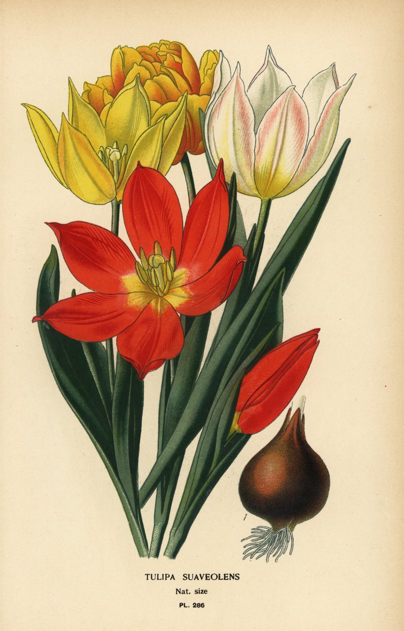 Schrenck-Tulpe, Tulipa suaveolens oder Tulipa schrenkii. Chromolithographie aus einer Illustration von Desire Bois aus Edward Step