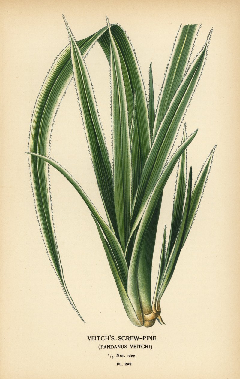 Tahitianische Schraubenpalme, Pandanus tectorius. Chromolithographie nach einer Illustration von Desire Bois aus Edward Step