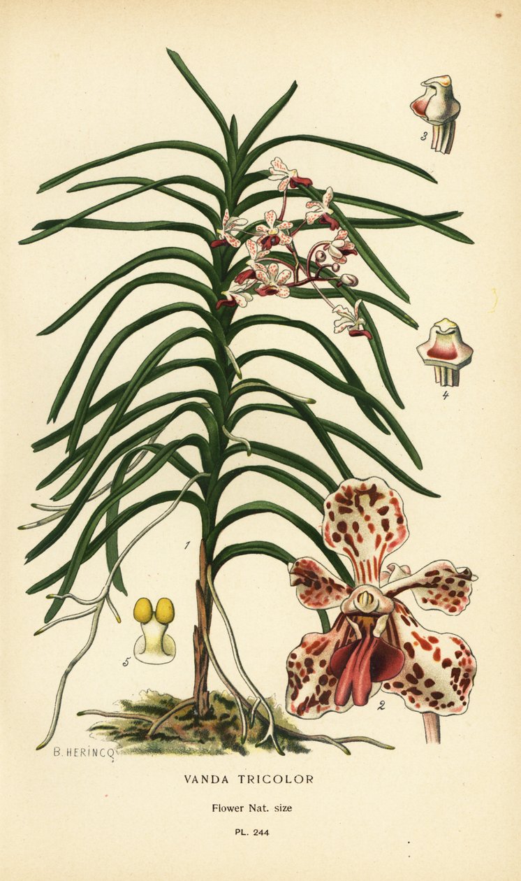 Vanda tricolor Orchidee. Chromolithographie nach einer Illustration von B. Herincq aus Edward Step