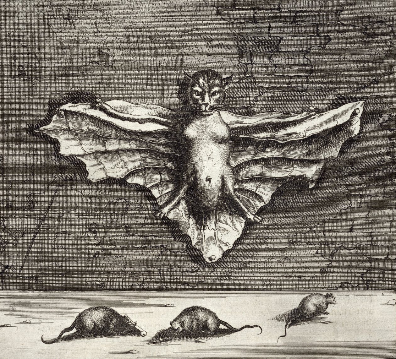 Eine Fledermaus, bekannt als fliegende Katze, aus China Illustrata von Athanasius Kircher (1601-80), 1667 von Dutch School