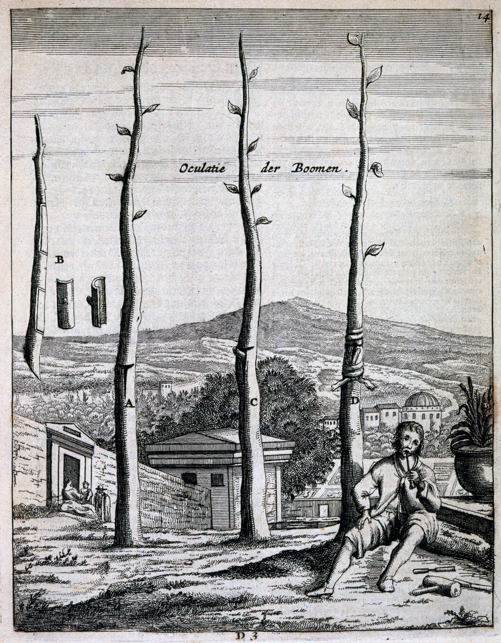 Obstbäume, aus De Nederlandze Hesperides von Jan Commelin, veröffentlicht 1676 von Dutch School