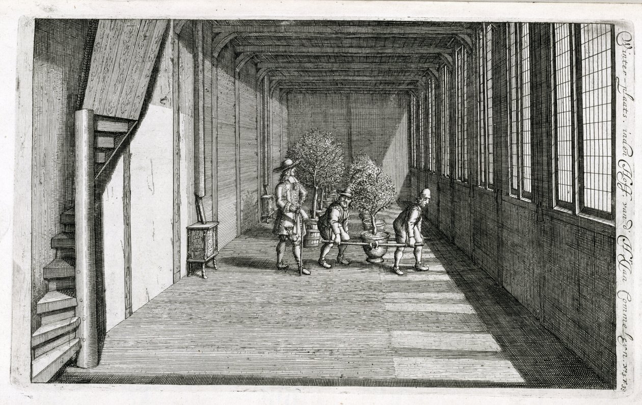 Bäume für den Sommer in den Garten bringen, aus De Nederlandze Hesperides von Jan Commelin, veröffentlicht 1676 von Dutch School