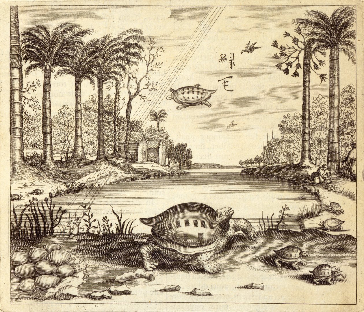 Schildkröteneier schlüpfen, aus China Illustrata von Athanasius Kircher (1601-80), 1667 von Dutch School