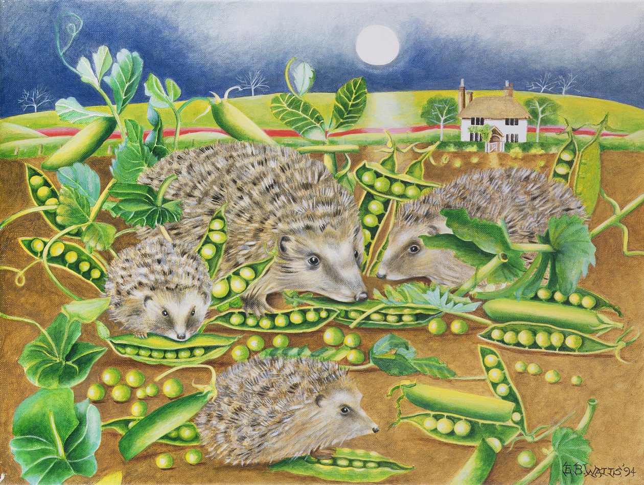 Igel mit Erbsen neben einem Mohnfeld bei Nacht, 1994 von E.B. Watts