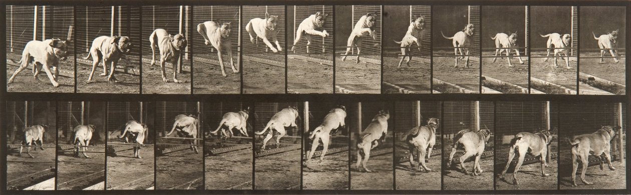 Tierbewegung, Platte 712 von Eadweard Muybridge