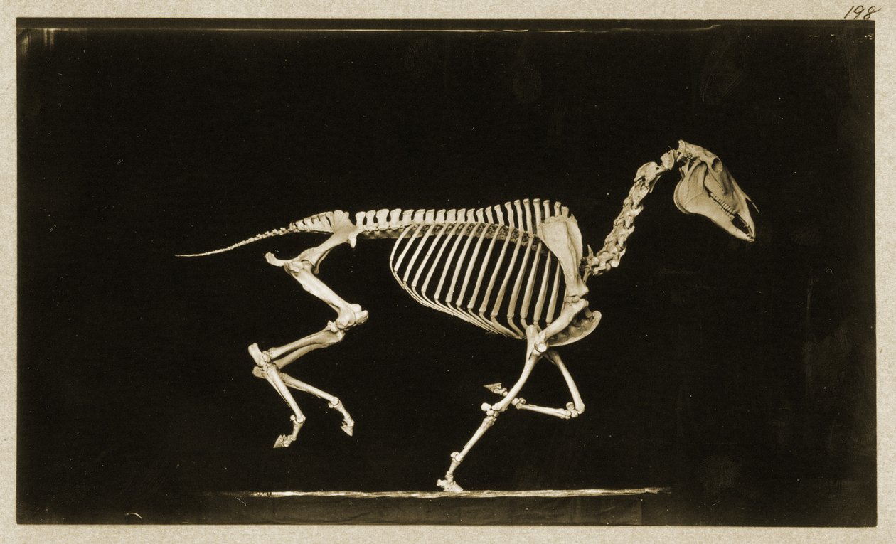 Skelett eines laufenden Pferdes von Eadweard Muybridge