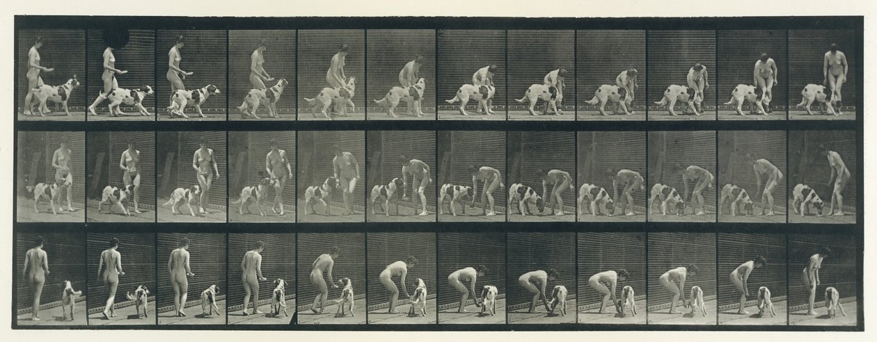 Tierbewegung. Eine elektro-fotografische Untersuchung aufeinanderfolgender Phasen der Tierbewegung von Eadweard Muybridge