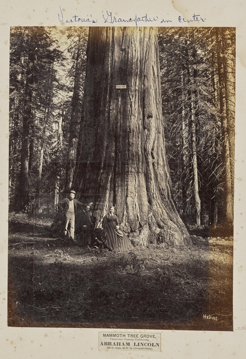 Mammutbaumhain, Calaveras County, Kalifornien. Abraham Lincoln. 320 Fuß hoch, 54 Fuß Umfang von Eadweard J. Muybridge