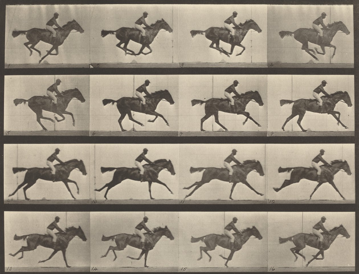 Platte Nummer 626. Galopp, Vollblut-Braune Stute, Annie G., 1887 von Eadweard Muybridge