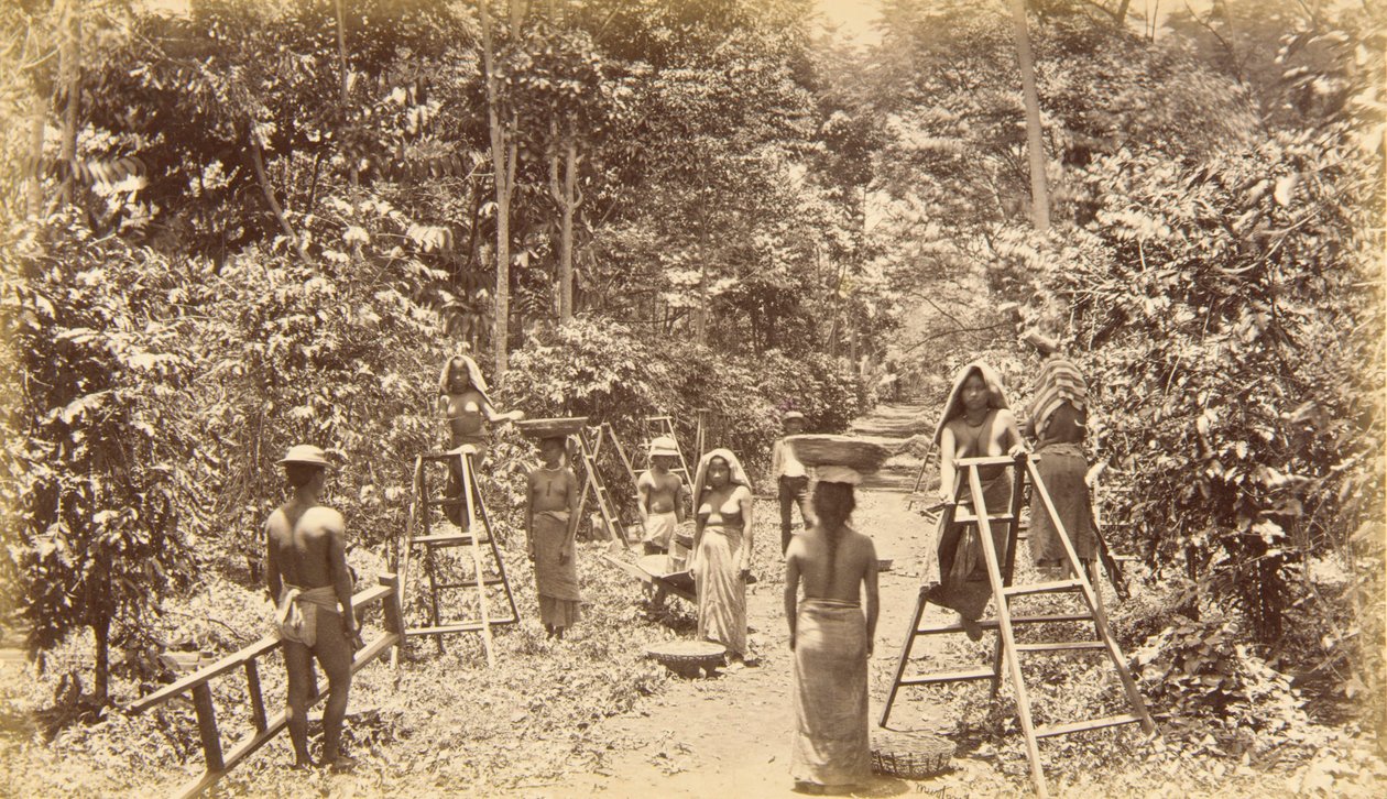 Kaffeeernte in San Isidro, Höhe 1000 Fuß, Guatemala von Eadweard Muybridge