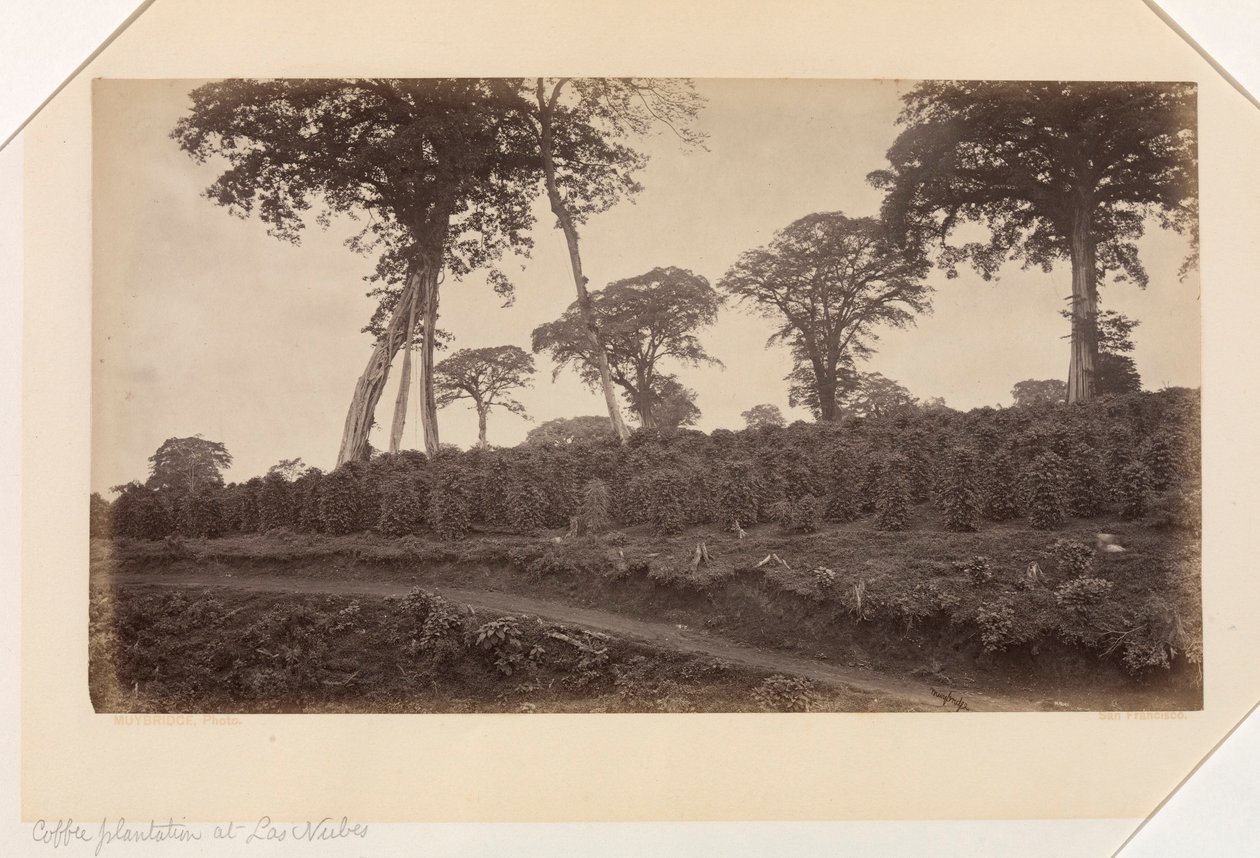 Kaffeeplantage bei Las Nubes, Guatemala von Eadweard Muybridge