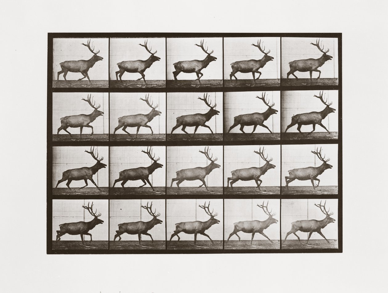 Elch, Tafel 692 aus Animal Locomotion, 1887 von Eadweard Muybridge