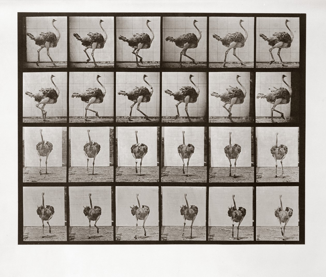 Strauß läuft, Tafel 772 aus Animal Locomotion, 1887 von Eadweard Muybridge
