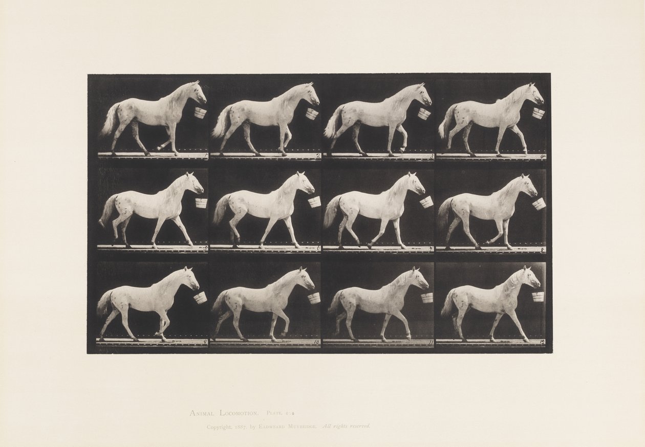 Tafel 650. Geht mit einem Eimer im Maul; Hellgraues Pferd von Eadweard Muybridge