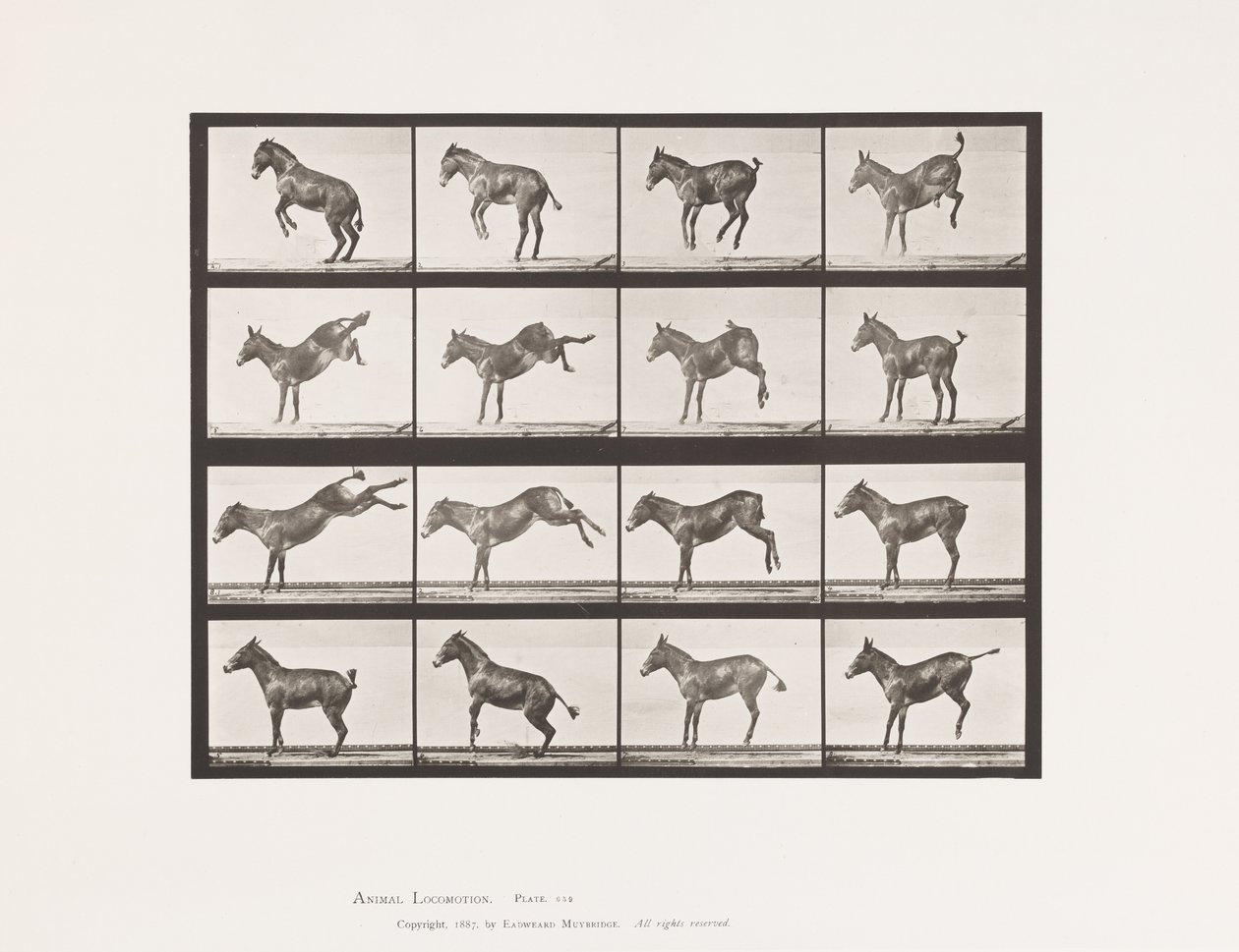 Tafel 659. Maultier; A, B, Bocken und Treten; Ruth von Eadweard Muybridge
