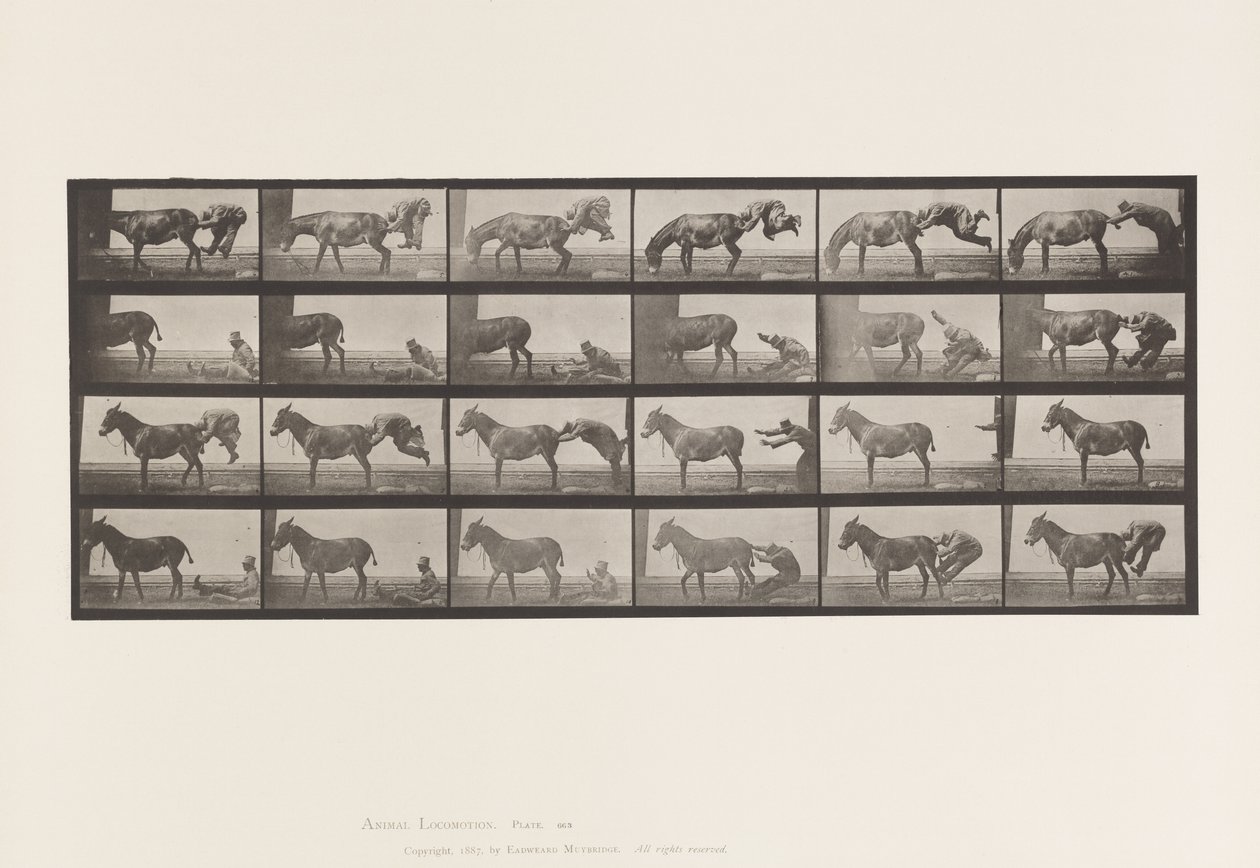 Tafel 663. Maultier; A, B, Ein Widerspenstiges Tier Denver von Eadweard Muybridge