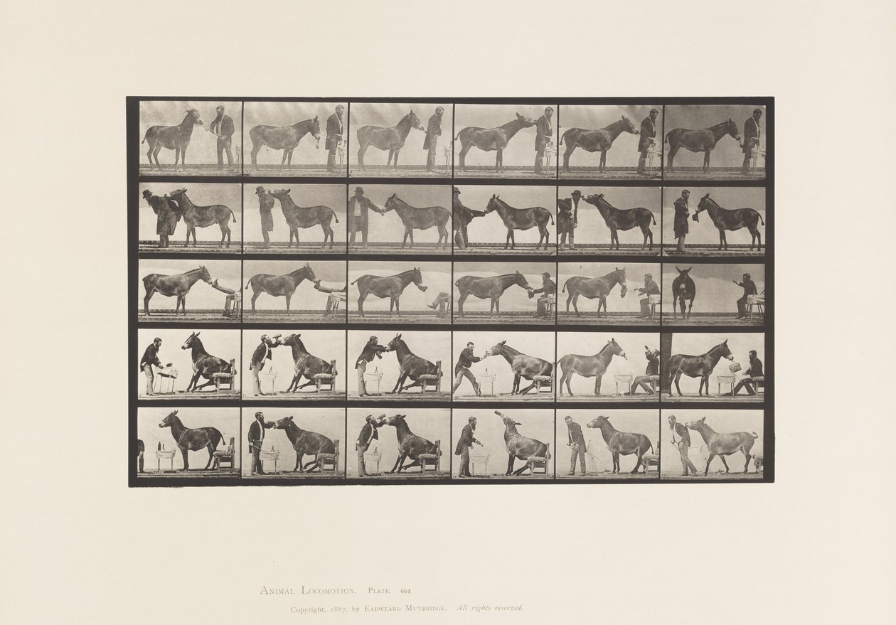 Tafel 664. Maultier; Verschiedene Darbietungen; an einem Tisch, etc. von Eadweard Muybridge