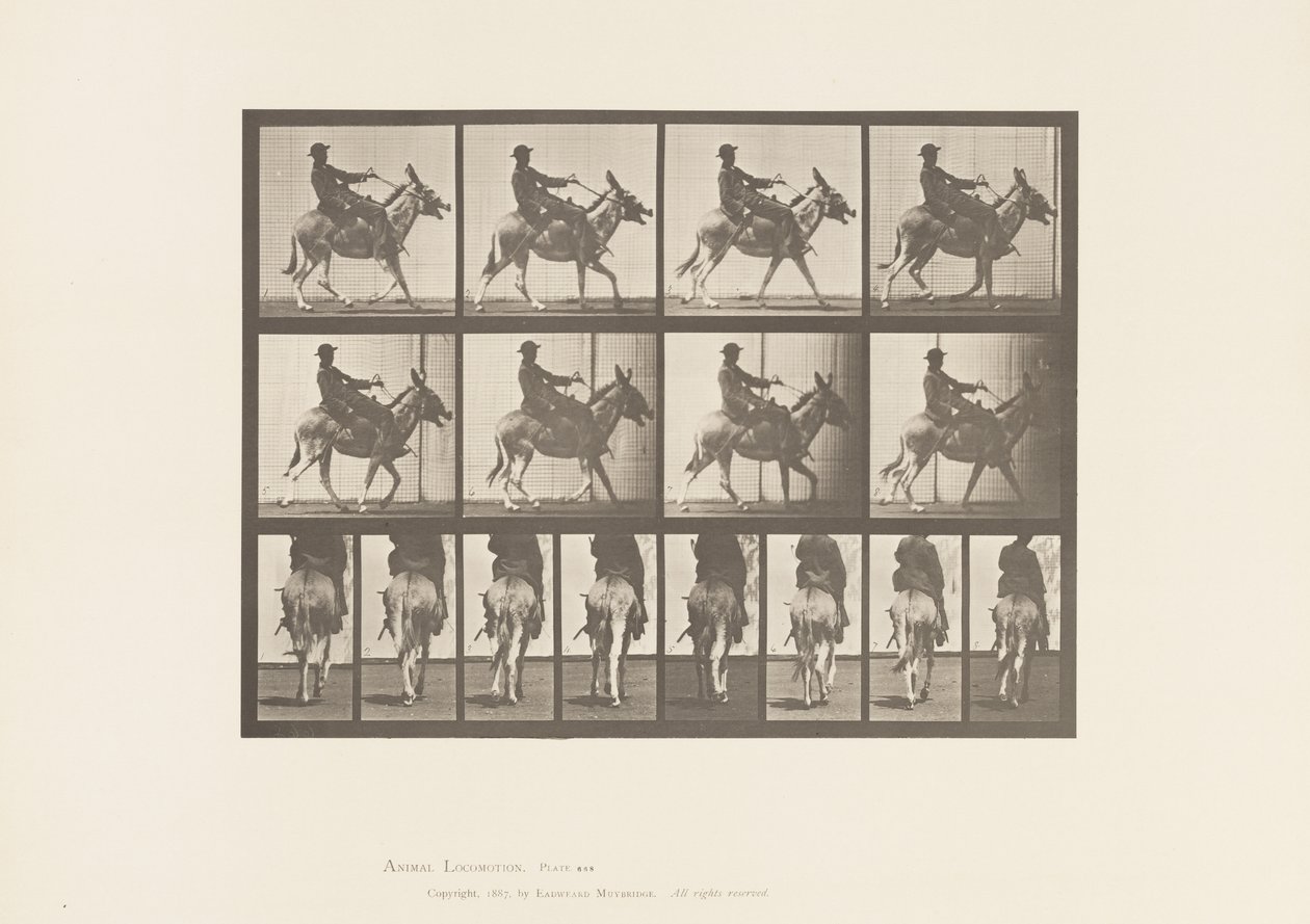 Tafel 668. Esel; Passgang; Sattel; Ein Junge Reitend, Zoo von Eadweard Muybridge