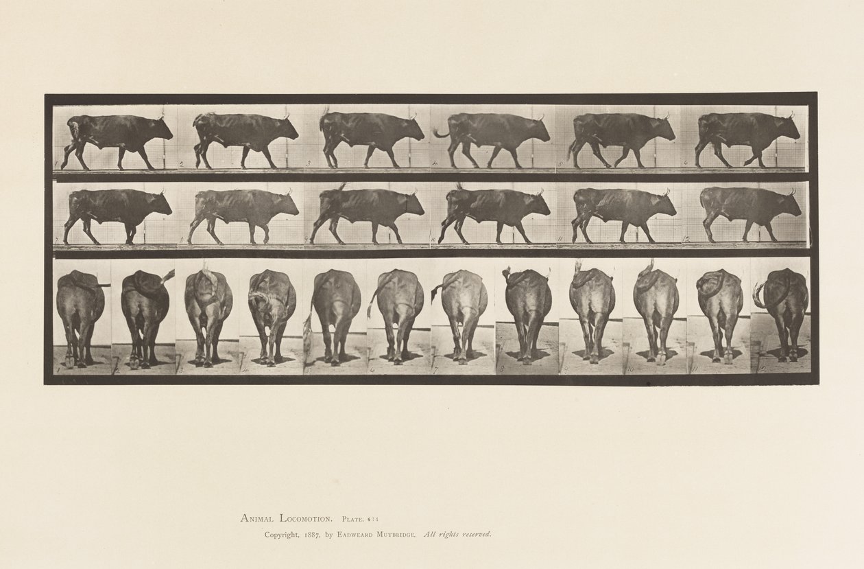 Tafel 671. Ochse; Gehend von Eadweard Muybridge