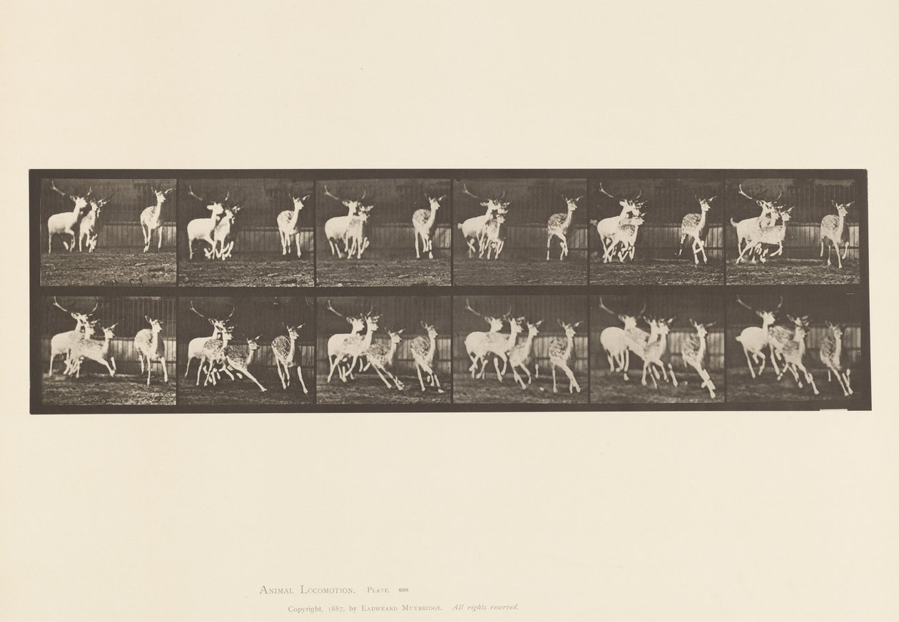 Tafel 688. Damhirsch; Bock und Gruppe von Hirschkühen; Galoppierend von Eadweard Muybridge