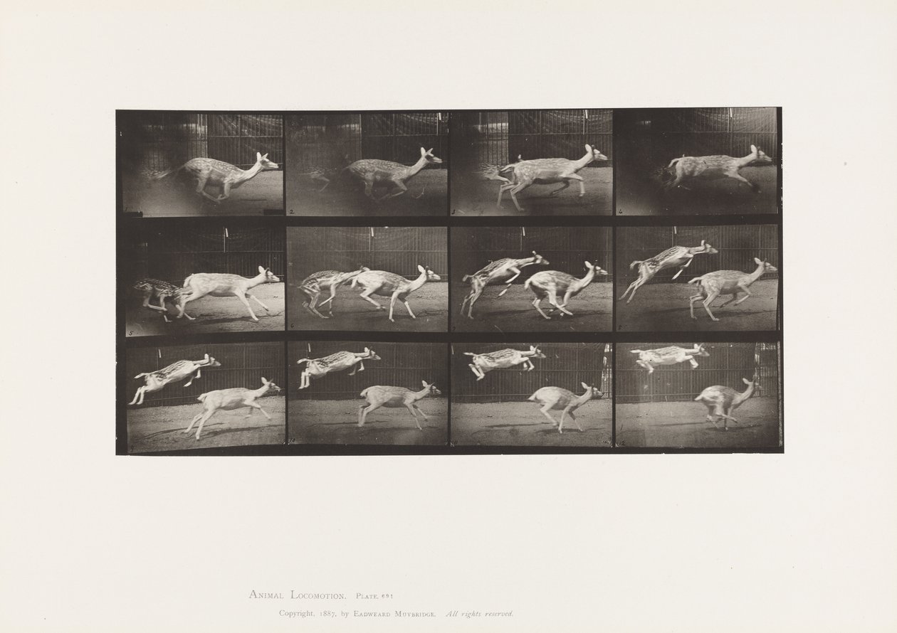 Tafel 691. Damhirsch; Hirschkuh; Galoppierend; und Kitz; Springend von Eadweard Muybridge