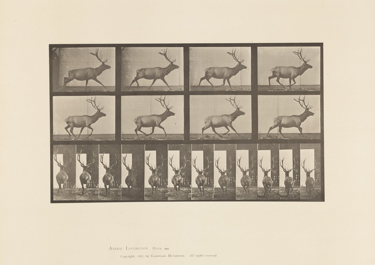 Tafel 694. Elch, Galoppierend von Eadweard Muybridge