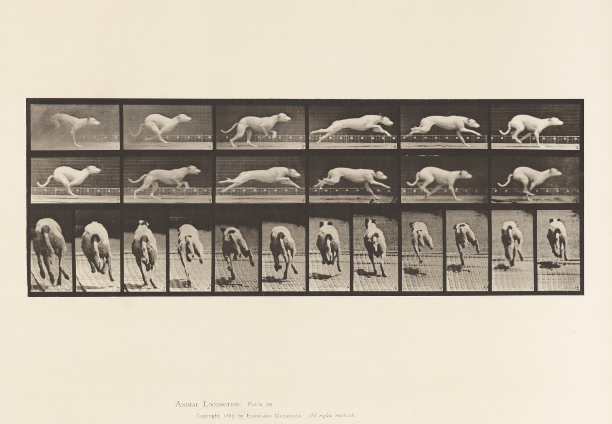 Tafel 710. Hund; Galoppierend; Weißer Rennhund Maggie von Eadweard Muybridge
